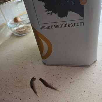 Zeytinyağında Yabancı Madde Ve Tortu Şoku: Mağduriyetimin Giderilmesini İstiyorum