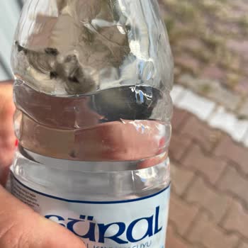 Süral Marka Su Şişelerinde Yabancı Cisim Ve Sağlık Sorunu