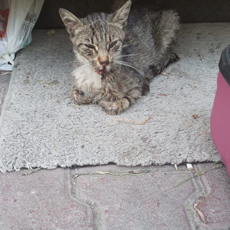 Tedavisi Biten Kedim İçin Bilgi Alamıyorum