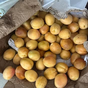 Yurtiçi Kargoda Ezilen Kayısılar Ve Hasarlı Teslimat
