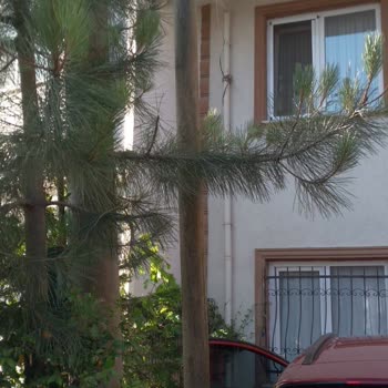 Telefon Direği Nedeniyle Otopark Kullanımında Mağduriyet Yaşıyorum