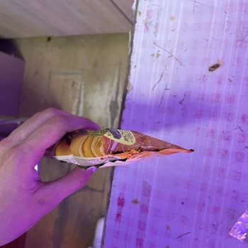 Dondurma Paketinden Sadece Hava Çıktı!