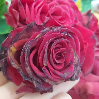 Yanlış Ve Solmuş Çiçek Teslimatı, Yetersiz Çözüm Teklifi