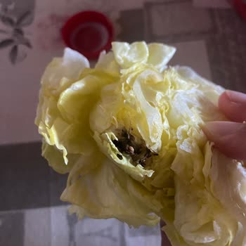 Çiğköfte Siparişimde Böcek Şoku!