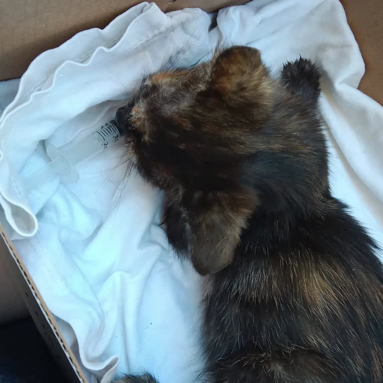 Keçiören Belediyesi Veteriner Hizmetlerinde İlgisizlik Ve İhmal