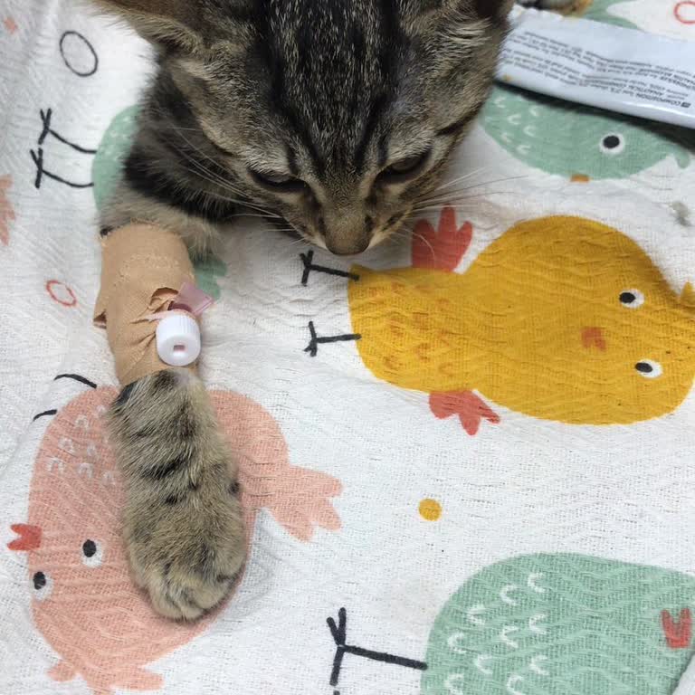 Kedimizin Tedavisi Yarım Bırakıldı, Kendi İmkanlarımızla Kurtardık