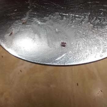 Aldığım Bulgurun İçinden Böcek Çıktı