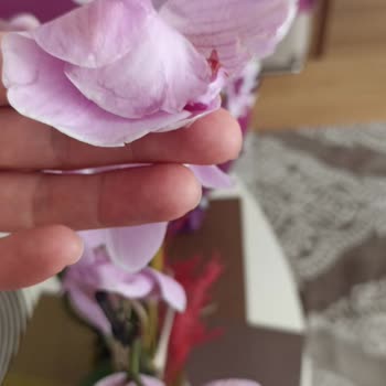 Taze Çiçek Uygulamasında Gönderilen Orkideler Hep Soluk Ve Hasta Geliyor