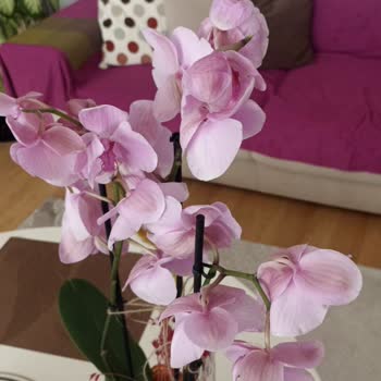 Taze Çiçek Uygulamasında Gönderilen Orkideler Hep Soluk Ve Hasta Geliyor