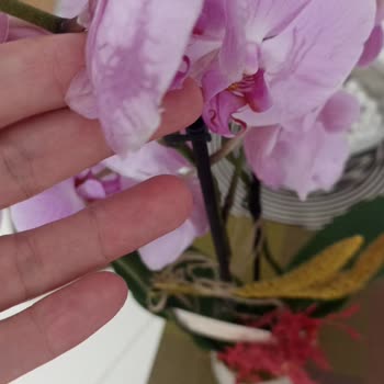 Taze Çiçek Uygulamasında Gönderilen Orkideler Hep Soluk Ve Hasta Geliyor