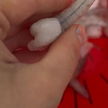 Dardanel Karideslerde Temizlik Ve Ambalaj Sorunu