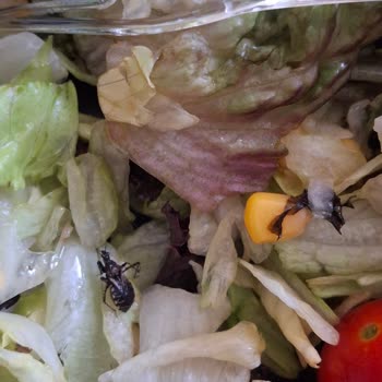 Salatada Böcek Çıkması Nedeniyle Sağlığımız Tehlikeye Atıldı