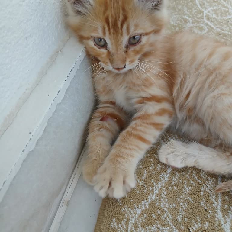 Barınak Yetkililerinin İlgisiz Ve Saygısız Davranışı