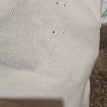 H&M T-Shirts Shrank & Ripped After One Wash