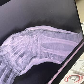 Parnassius Hotel'den Şikayetçiyim