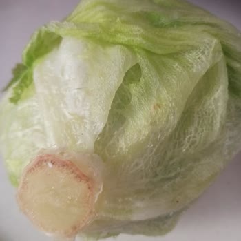 My Bosch Refrigerator Is Broken: 54 Days of Hell