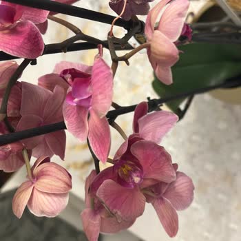 Çiçek Sepeti'nden Gönderilen Orkide Sürekli Sorunlu Ve Değişim Sağlanmıyor