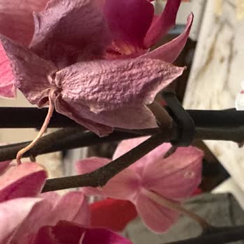 Çiçek Sepeti'nden Gönderilen Orkide Sürekli Sorunlu Ve Değişim Sağlanmıyor