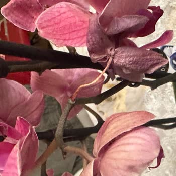 Çiçek Sepeti'nden Gönderilen Orkide Sürekli Sorunlu Ve Değişim Sağlanmıyor