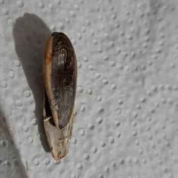 Tadım Ay Çekirdeğinde Böcek Şoku: Sağlık Ve Hijyen Endişesi