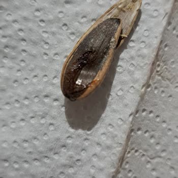 Tadım Ay Çekirdeğinde Böcek Şoku: Sağlık Ve Hijyen Endişesi