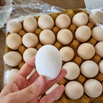 Can Atar Organik Doğal Yumurtacılık Köy Yumurtası Dediler Fabrika Yumurtası Çıktı