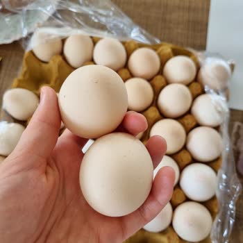 Can Atar Organik Doğal Yumurtacılık Köy Yumurtası Dediler Fabrika Yumurtası Çıktı