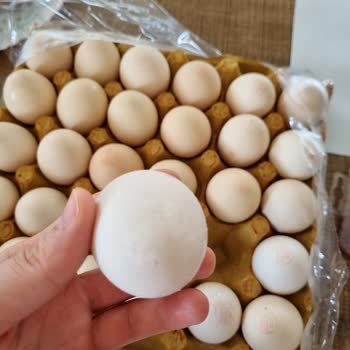 Can Atar Organik Doğal Yumurtacılık Köy Yumurtası Dediler Fabrika Yumurtası Çıktı