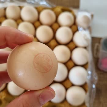 Can Atar Organik Doğal Yumurtacılık Köy Yumurtası Dediler Fabrika Yumurtası Çıktı