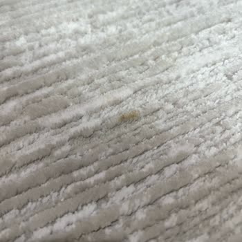 Halı Yıkama Sonrası Lekeler Ve Olumsuz Müşteri Yaklaşımı