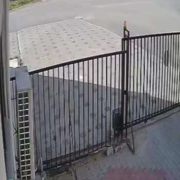 Bursa Nilüfer Belediyesi Köpek Sorunu