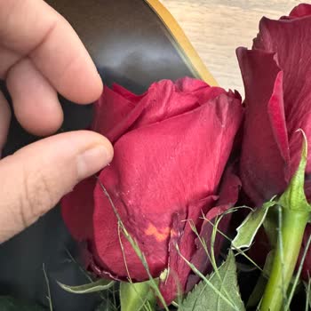 Çiçek Sepeti'nden İki Siparişte De Hayal Kırıklığı Ve Ücret İadesi Sorunu