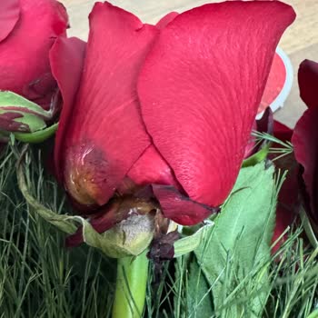 Çiçek Sepeti'nden İki Siparişte De Hayal Kırıklığı Ve Ücret İadesi Sorunu