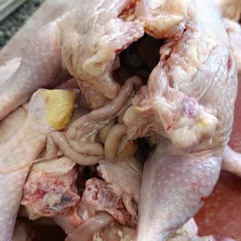 Aldığım Tavuk Ürününde Hijyen Sorunu Yaşadım