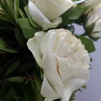 Soluk Güllerle Hayal Kırıklığına Uğradım