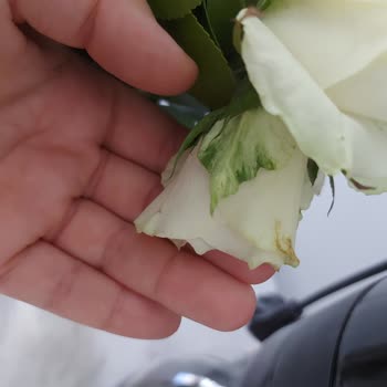 Soluk Güllerle Hayal Kırıklığına Uğradım