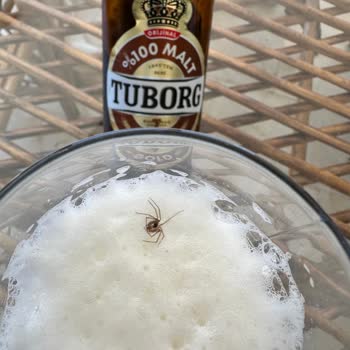 Bira Şişesinden Ölü Örümcek Çıkması Şok Etti