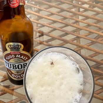 Bira Şişesinden Ölü Örümcek Çıkması Şok Etti