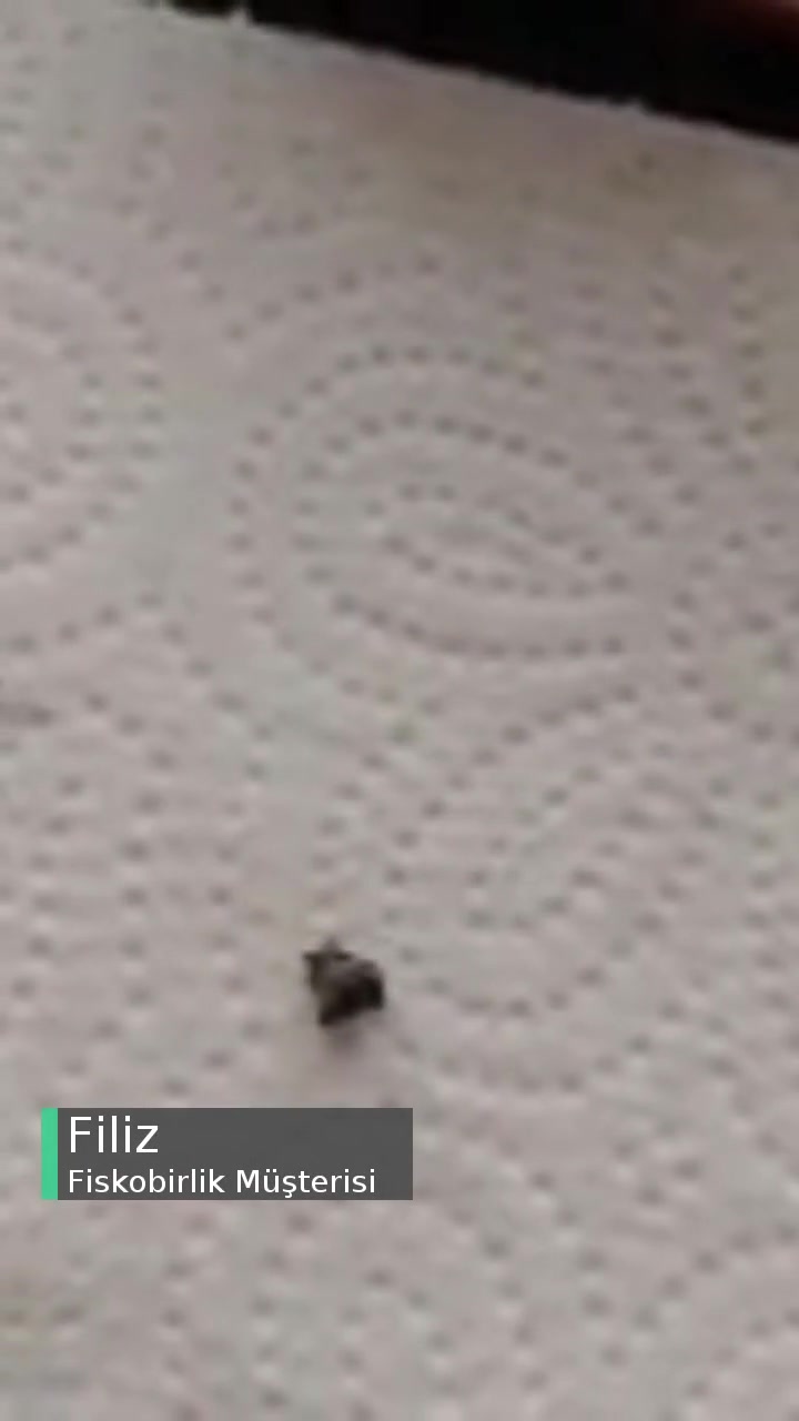 Fiskobirlik Yetkili Kişileri Bilgilendirin Lütfen! videonun kapak resmi