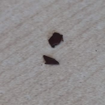 Kuruyemiş Barında Fındık Kabuğu Şoku Müşteri Güvenini Sarsıyor