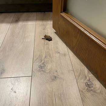 Montaj Hatası Sonucu Eve Yarasa Girmesi Ve Garanti Dışı Bırakılma