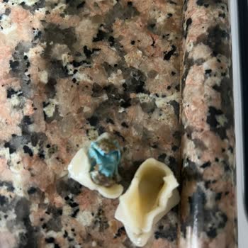 Dondurulmuş Mantıdan Çıkan Yabancı Madde Ve Müşteri Hizmetleri Sorunu