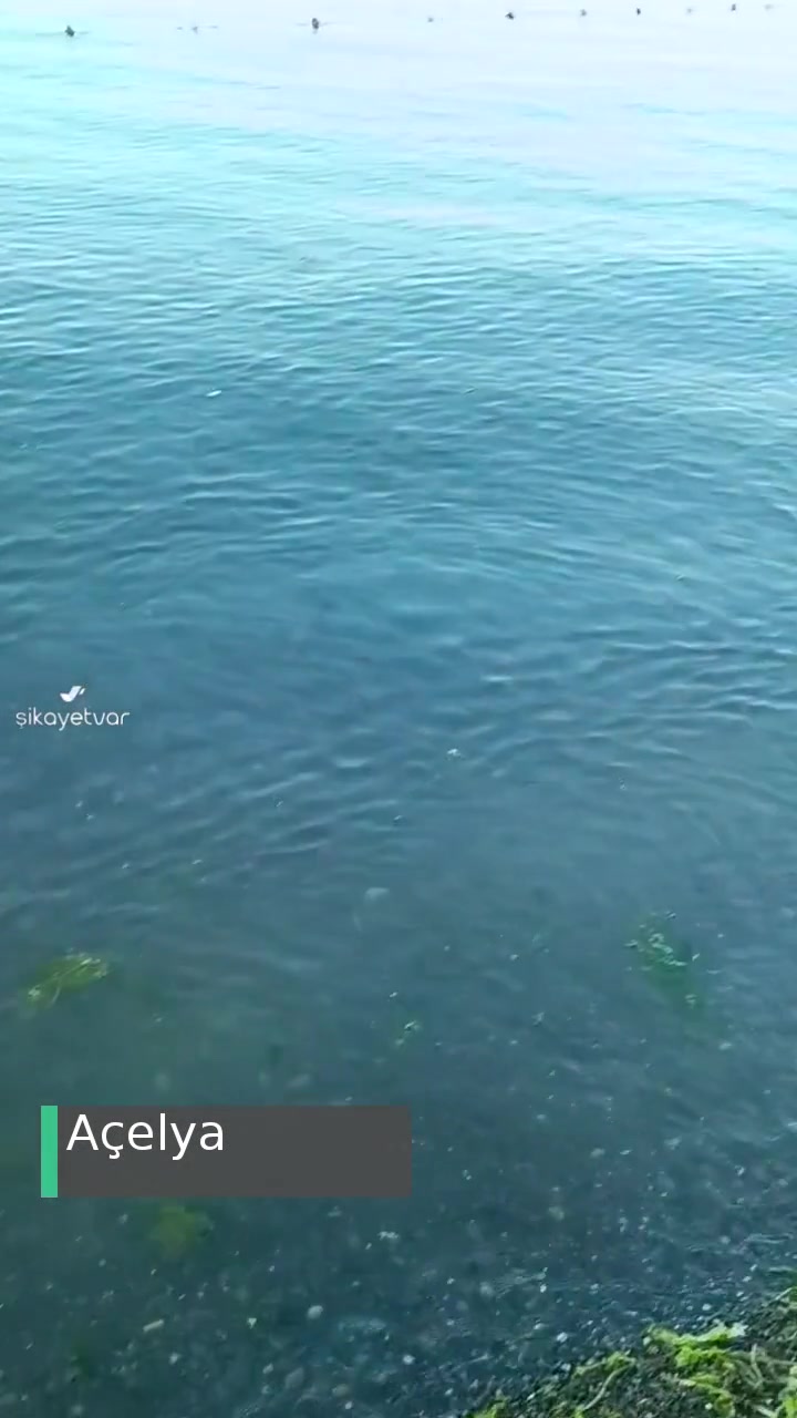 Ordu Efirli Kadınlar Plajındaki Çöpler Ve Etraftan Gelen Erkekler videonun kapak resmi