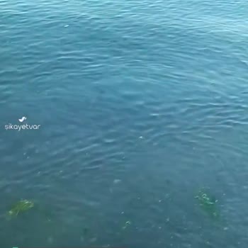 Ordu Efirli Kadınlar Plajındaki Çöpler Ve Etraftan Gelen Erkekler