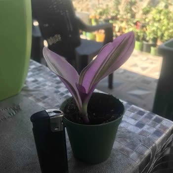 Eksik Ürün Teslimatı ve Yetersiz Müşteri Hizmeti Nedeniyle Trendyol'dan Hayal Kırıklığı