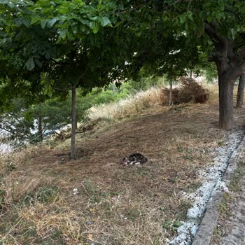 Sultanbeyli Belediyesi Arcan Sokak'ta Temizlik Ve Güvenlik Sorunları Acil Çözüm Bekliyor