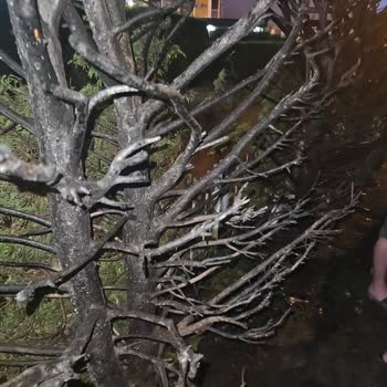 Gebze Belediyesi Mahallemizde Güvenlik Ve Düzen Sorunu Çığ Gibi Büyüyor