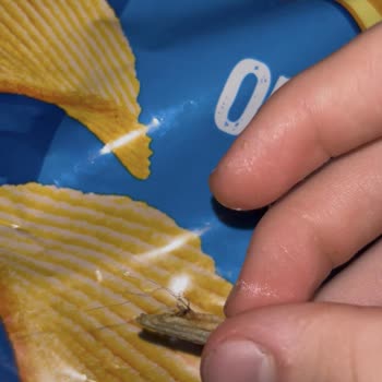 Ruffles Cipsin İçinden Kıl Çıkması Ve Çözüm Sunulmaması