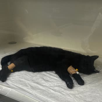 Tarım Ve Orman Bakanlığı Kuduz Aşısı Sonrası Kedimde Yaşanan Ciddi Sağlık Sorunları Ve Kayıp