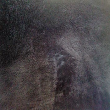 Aldığım Halıda Dökülme Ve Müşteri Hizmetlerinde Çözüm Bulamama Sorunu